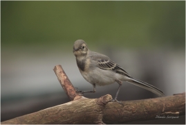 <p>KONIPAS BÍLÝ (Motacilla alba) /White wagtail - Bachstelze/</p>
